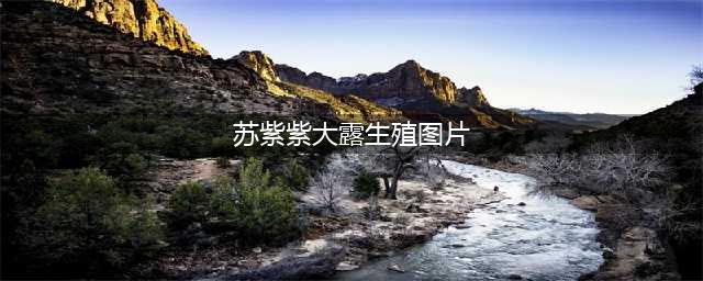 震惊丨网曝大理街头情侣全裸拍照炫爱，网友暴怒：滚出云南！(苏紫紫大露生殖图片)