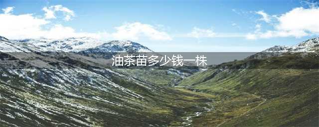 油茶苗价格多少钱一棵 油茶苗种植前景(油茶苗多少钱一株)