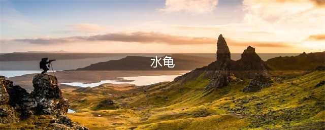 16种水龟资料介绍。(水龟)