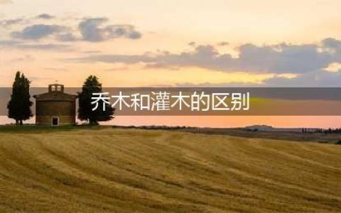 苗木篇 | 乔木和灌木有哪些区别？(乔木和灌木的区别)