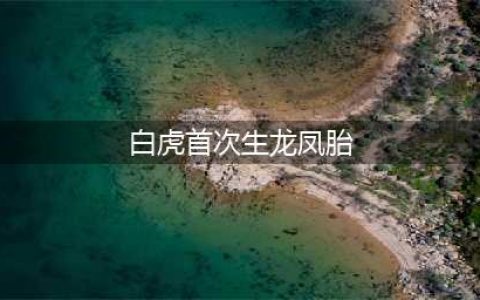 白虎首次生龙凤胎 用狗奶粉哺育成活(白虎首次生龙凤胎)