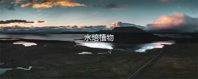 20种最容易水培的花卉植物，一看就会养！~(水培植物)