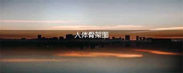 人体骨骼图 人体骨骼结构图 人体骨骼解剖图(人体骨架图)