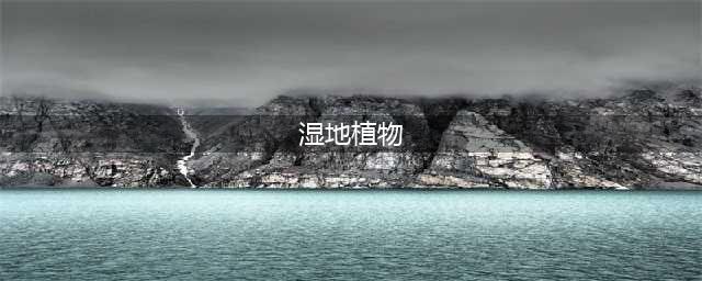世界地球日，带你认识美丽的湿地植物(湿地植物)