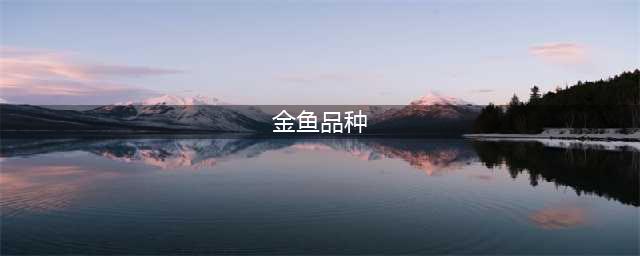 11种市面上常见的金鱼，你养过几种？(金鱼品种)