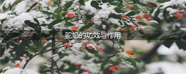骆驼奶的6大好处和3大缺点(驼奶的功效与作用)