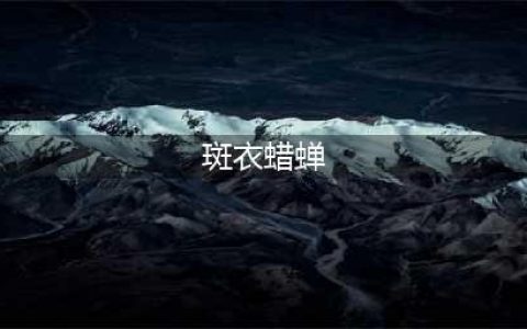 花姑娘——斑衣蜡蝉(斑衣蜡蝉)