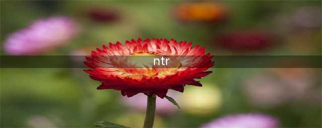 动漫中说的“NTR”到底是什么意思(ntr)