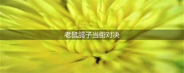 老鼠鸽子当街对决胜负难分 场面惨烈吓坏路人(老鼠鸽子当街对决)
