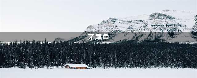 《动物森友会》矛尾鱼在什么地方钓 矛尾鱼位置介绍