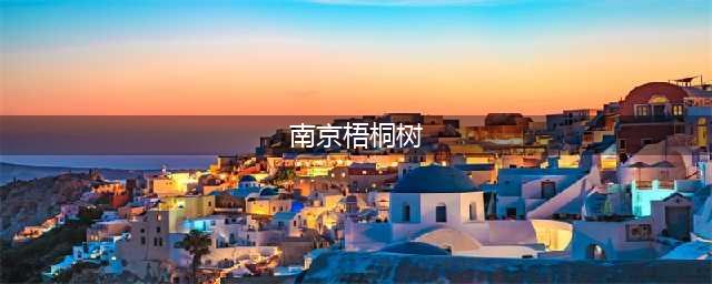 南京梧桐，到底是不是蒋介石给宋美龄种的？(南京梧桐树)