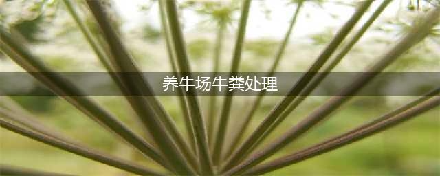 养牛场一大难题！牛粪怎么处理？给你支招！(养牛场牛粪处理)