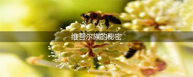 大家好，我给大家讲一个维吾尔族的秘密(维吾尔族的秘密)