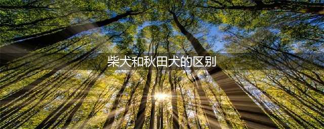 终于整明白了！秋田犬和柴犬的8大区别(柴犬和秋田犬的区别)
