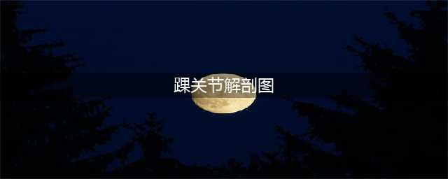 踝关节详细解剖图解(踝关节解剖图)