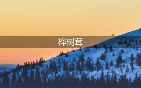 桦树茸的功效和作用是什么？真的是骗局吗？(桦树茸)