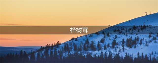 桦树茸的功效和作用是什么？真的是骗局吗？(桦树茸)