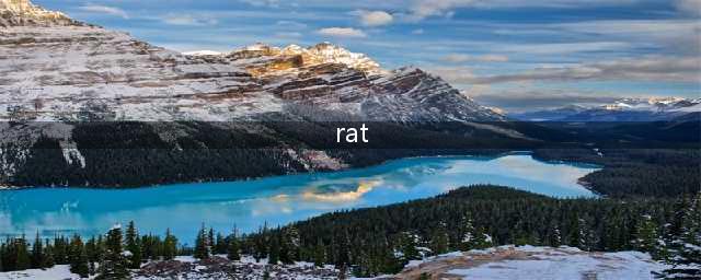 Mouse和rat傻傻分不清楚，同是老鼠究竟有什么区别(rat)