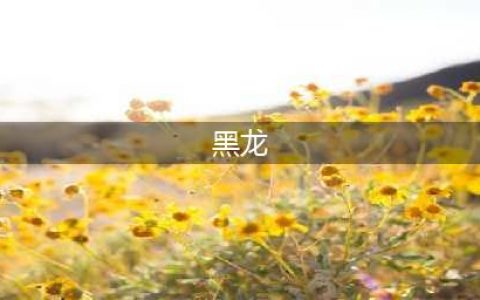 《怪物猎人世界》黑龙怎么打 黑龙打法技巧应对教学攻略(黑龙)