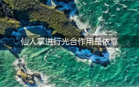 新手必看 天仙道答题库答案曝光(仙人掌进行光合作用是依靠)