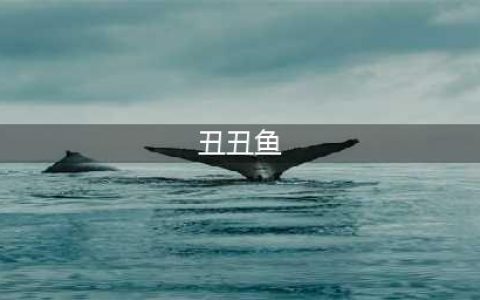 宝可梦剑盾丑丑鱼在哪 丑丑鱼位置介绍