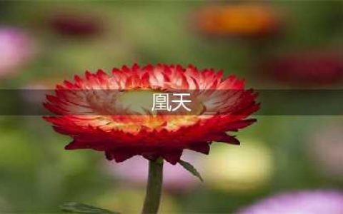 斗破苍穹：斗帝之下的五大强者，凰天垫底，第一曾被陀舍古帝禁锢(凰天)