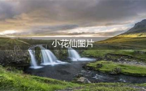 惊喜消息掉落|新朋友陪你看《小花仙夏季篇》(小花仙图片)